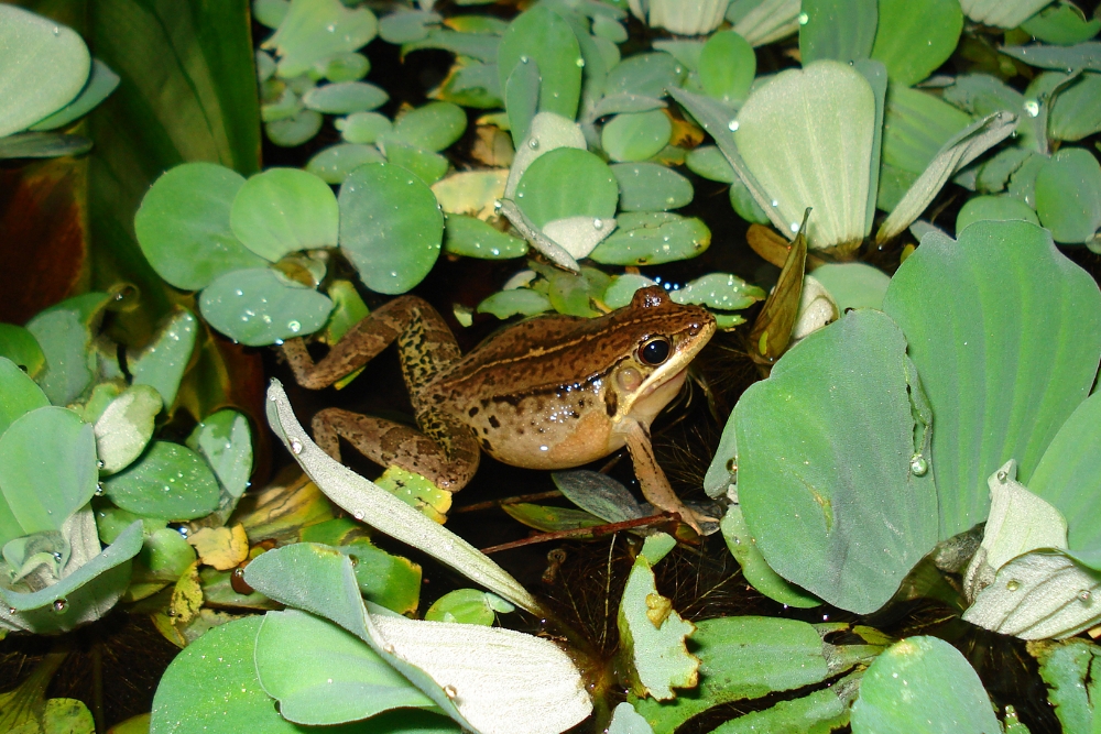 Spotted frogs courtship in the waters of a park pond