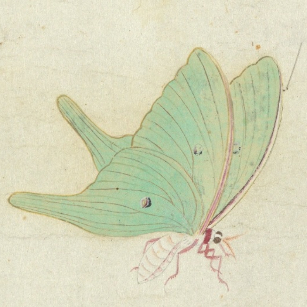Qing Zhu Rulin Painting Grass and Insects (Partial Long-tailed Moth)
