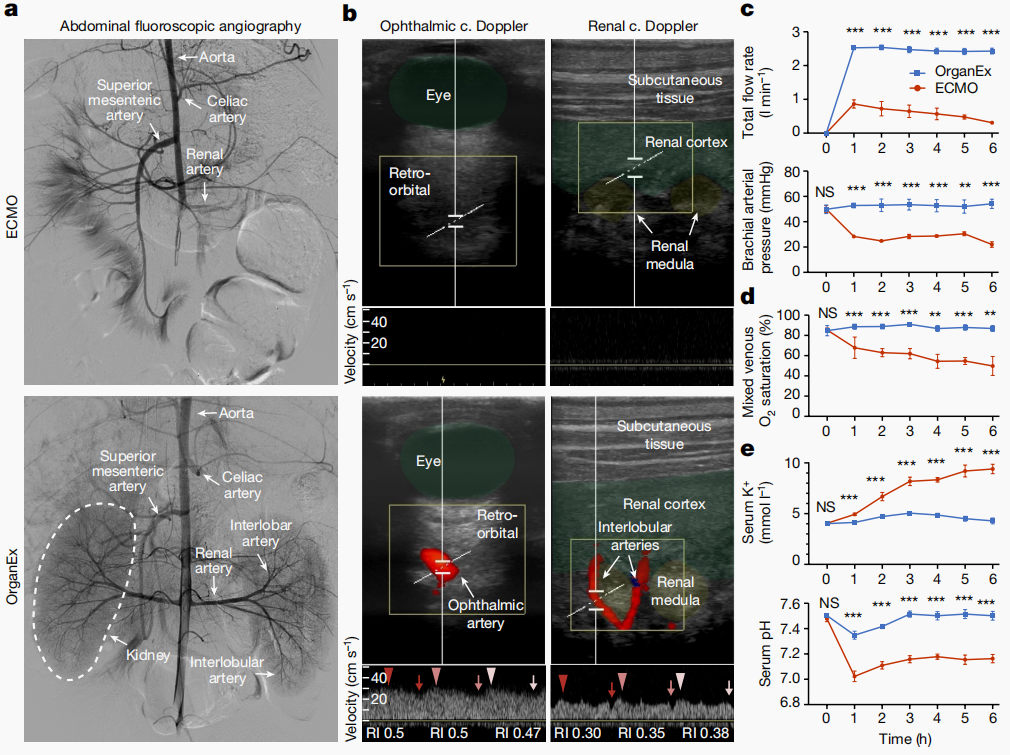 Circulation and blood/perfusion properties in perfusion protocols