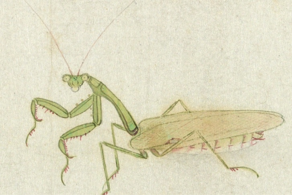 Qing Zhu Rulin Painting Grass and Insect (Partial Praying Mantis)
