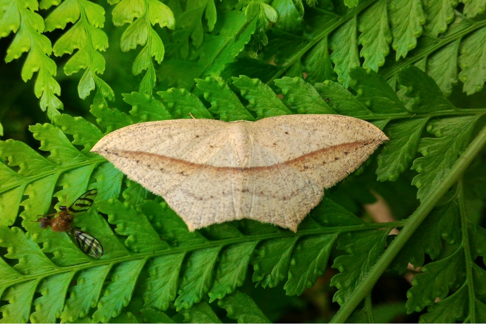 ruler moth