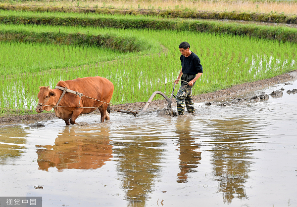 During the planting season, farmers in Guizhou drive their cattle to plough the fields. Visual China Figure