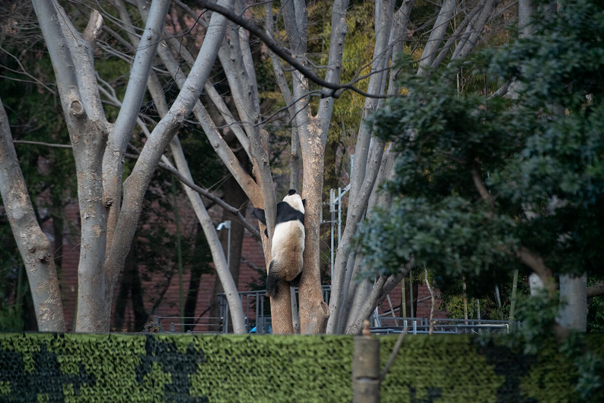 The power of climbing trees, taken on March 24, 2019. Gao's Guibo Picture