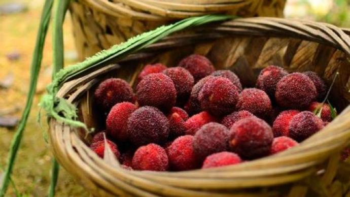 Twenty-four solar terms | Summer solstice, Yuyao bayberry and Ningxia wolfberry are red