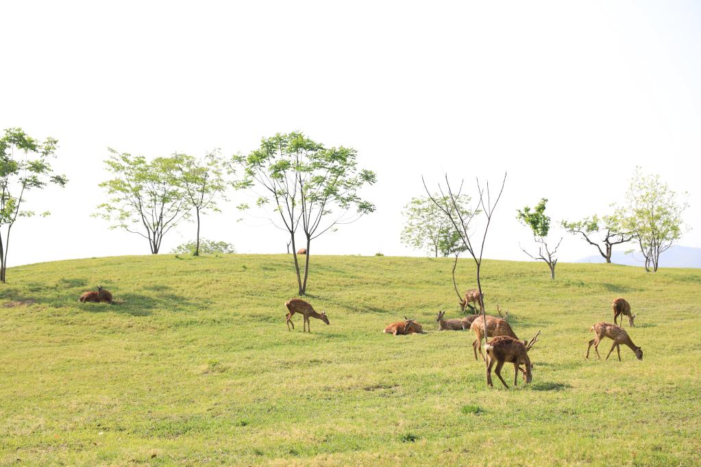 In 2019, Liangzhu Ancient City Ruins Park was opened to the public, and a deer garden was specially set up in the park. Photo courtesy of the Management Committee of the Liangzhu Site Management Area in Hangzhou