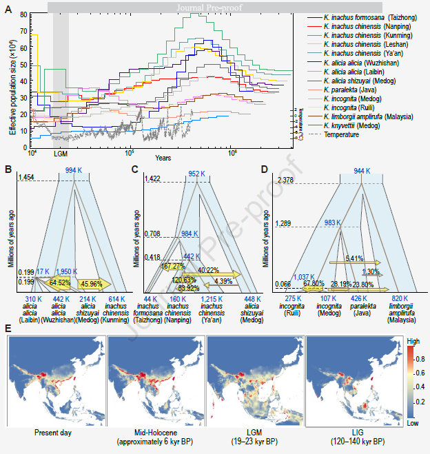 Fig. 3 Population dynamics history of Nymphalidae. (A) Assuming mutation rate μ = 3 × 10-9 and average generation length g = 0.5 years, the historical effective population size inferred by PSMC; (B, C, D) The differentiation time of Nymphalidae inferred by G-PhoCS , effective population size and migration rate, the dotted line indicates the differentiation time, and the clade width indicates the proportion of population size; (E) Using Maxent to simulate the niche of Nymphalidae, predicting suitable habitats from the last interglacial period (LIG), color matching From red to blue, the environmental suitability is from high to low.