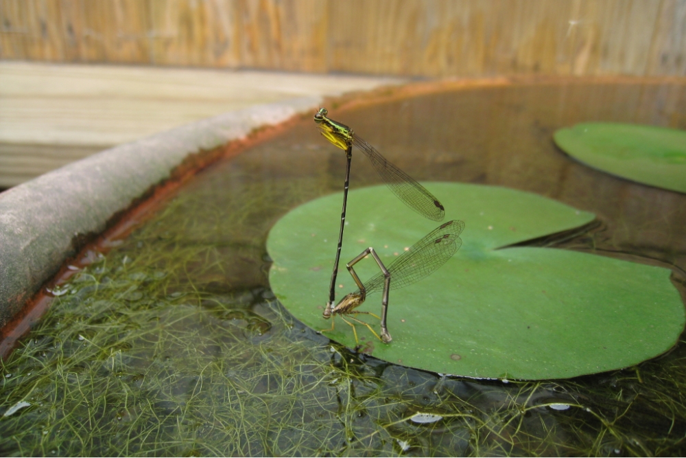 After pairing, guard the female damselfly to lay eggs - the female below