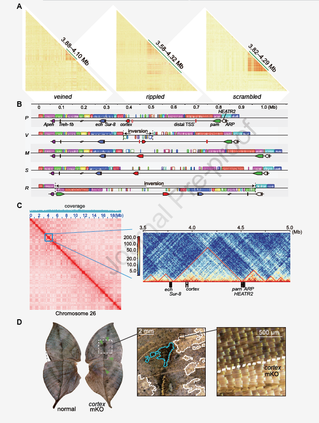 Figure 4 Suppression of cortex haplotype recombination and functional verification of cortex gene in Nymphaea sinensis. (A) Linkage disequilibrium plotted with r2, and elevated linkage disequilibrium observed in cortex regions of veined, corrugated, and scrambled mimic samples; (B) five haplotype cortex regions aligned to reveal V and R Haplotypes for two different chromosomal inversions; (C) Heatmap showing the average interaction frequency of all putative topological binding domains (TADs) on chromosome 26, and putative TADs containing cortex and adjacent genes in the S haplotype (D) The ventral wing surface shows cortex loss-of-function effects triggered by CRISPR/Cas9 genome editing, cortex knockout results in faded scale pigmentation around the lateral veins and blurring of the ventral midrib.