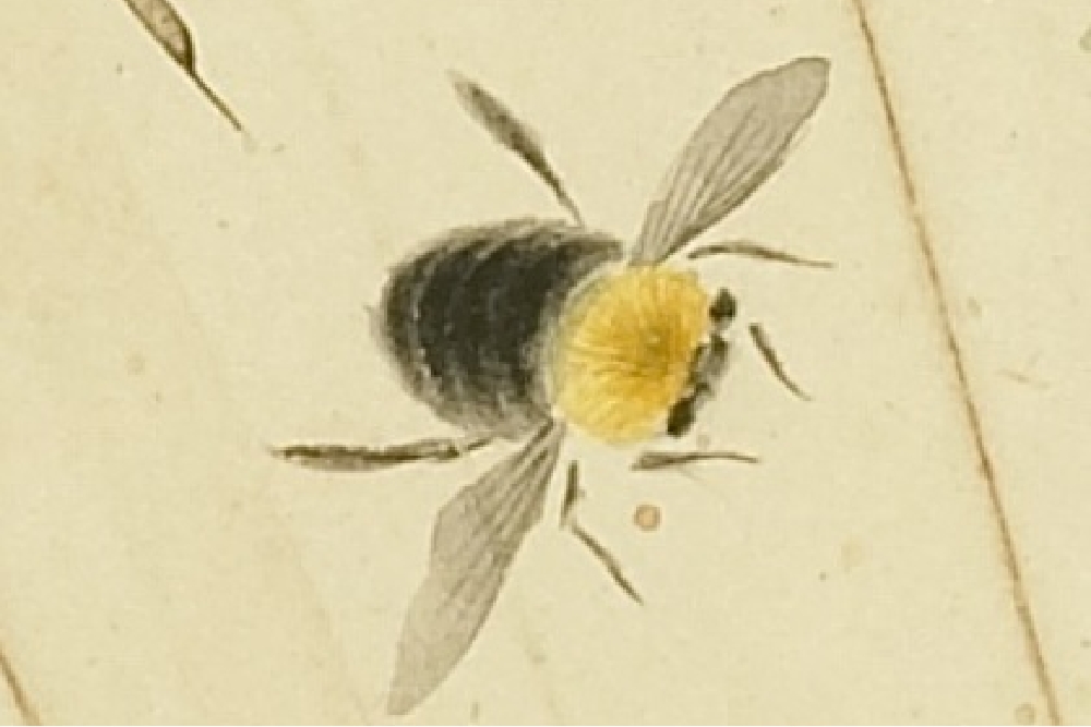 Qing Xu Heng Bee Hibiscus (Partial Bee)