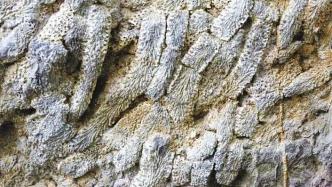Devonian coral fossils discovered in the mountainous area of northwestern Hubei prove that the Qinling Mountains were an ocean 350 million years ago