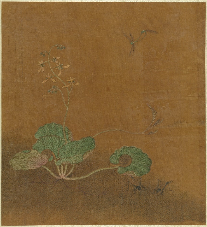 Chuan Yuan Wang Yuan Saxifraga
