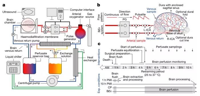 BrainEx schematic