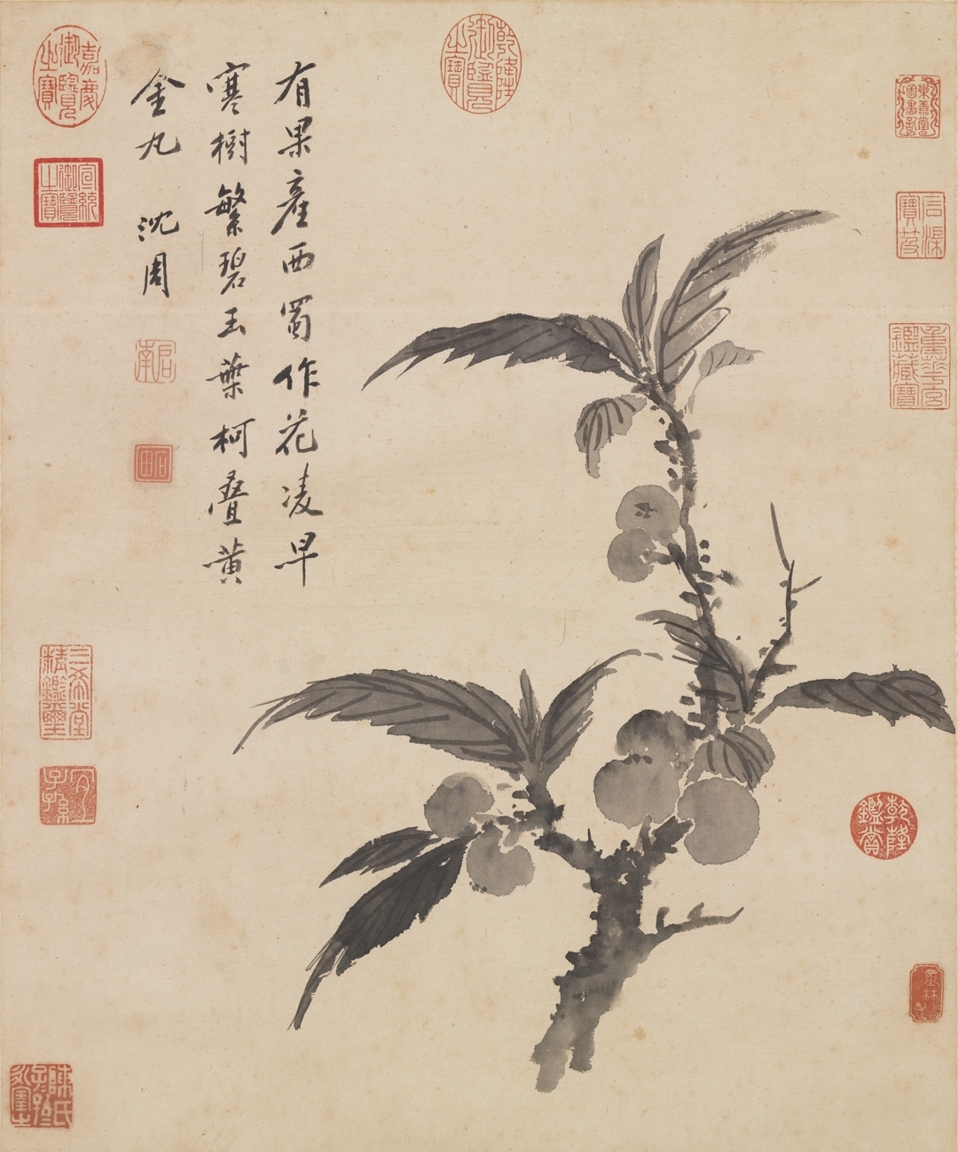 Ming Shen Zhou painted a loquat scroll in the collection of the National Palace Museum, Taipei