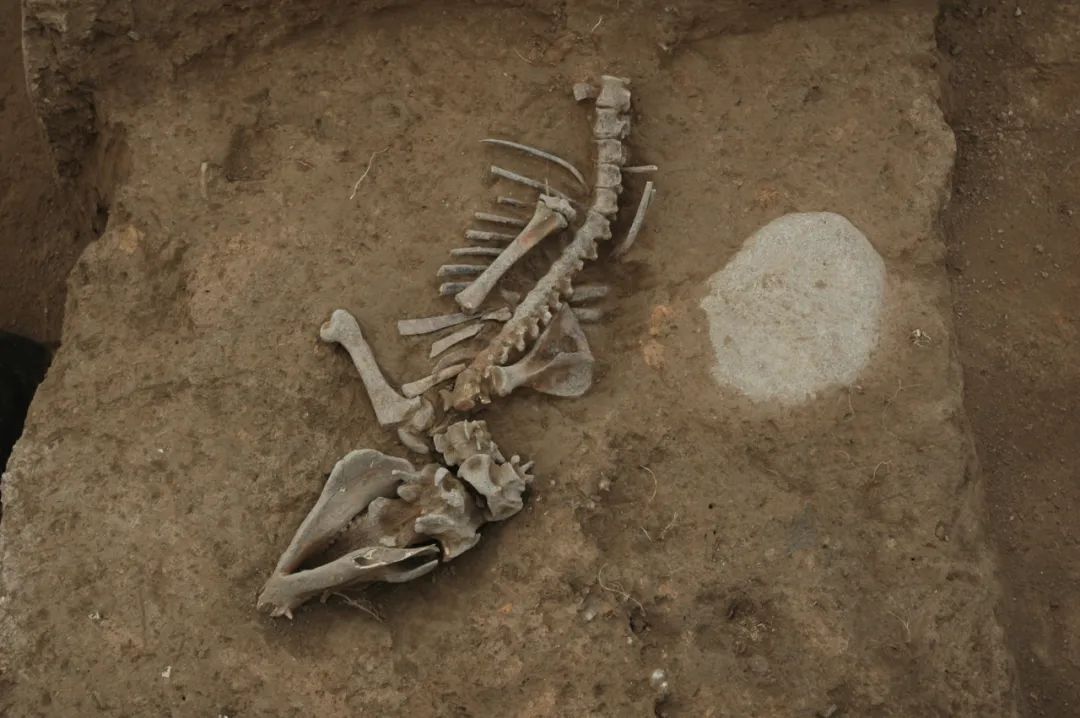 This is a sacrifice in the large-scale sacrificial remains of the Wadian site.
