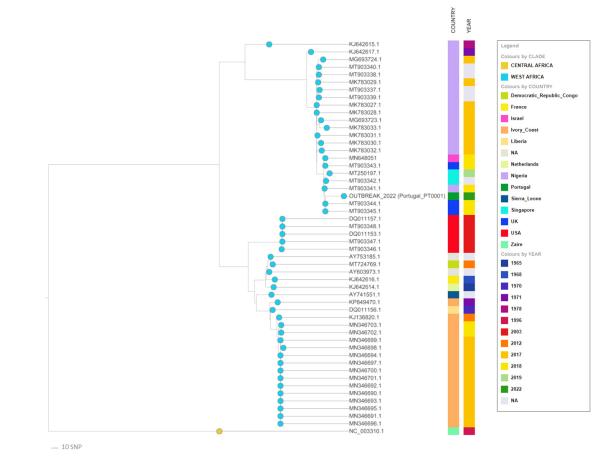 Figure 1: The draft gene evolutionary tree analysis published by the Portuguese team is based on a core alignment including 52 monkeypox virus gene sequences (955 variant positions were aligned in the 137 668 bp length of the gene sequence)